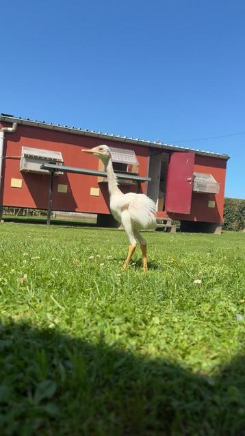 Poussin Nandoe blanc, Août, Mâle