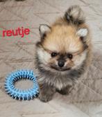 Pomchi pups, Dieren en Toebehoren, België, Keeshond, CDV (hondenziekte), 8 tot 15 weken