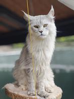Maine Coon, Dieren en Toebehoren, Katten en Kittens | Raskatten | Langhaar, Kater, Gechipt, 0 tot 2 jaar