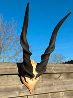 Schedel reuzen edand antilope, Antiek en Kunst, Ophalen