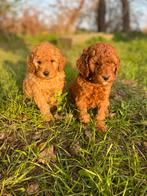 Mooie mini labradoodle pups!, België, Reu, CDV (hondenziekte), 8 tot 15 weken