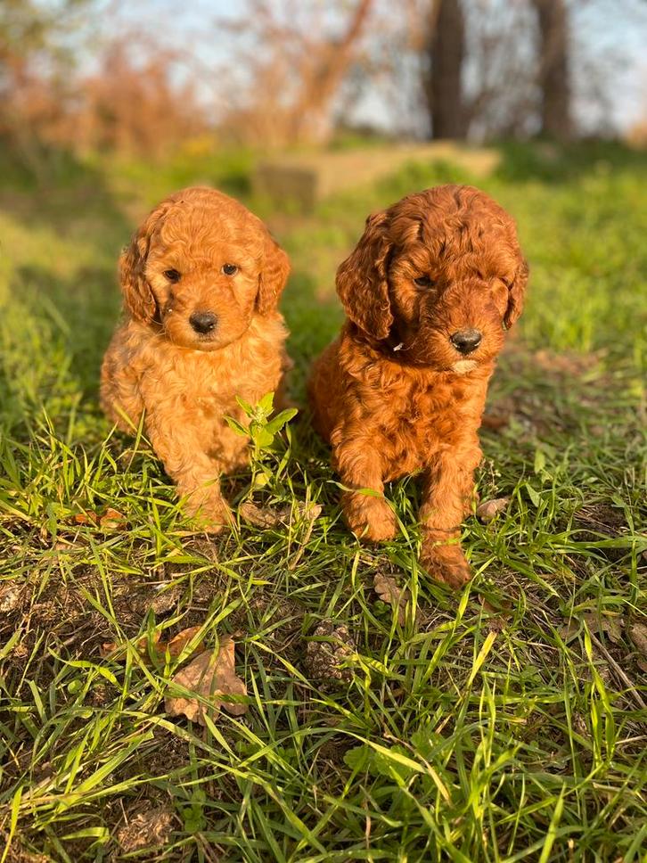 Mooie mini labradoodle pups!, Dieren en Toebehoren, Honden | Retrievers, Spaniëls en Waterhonden, Reu, Labrador retriever, Fokker | Professioneel
