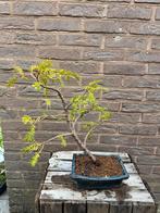 Bonsai- Taxus Baccata, Tuin en Terras, Planten | Bomen, Ophalen