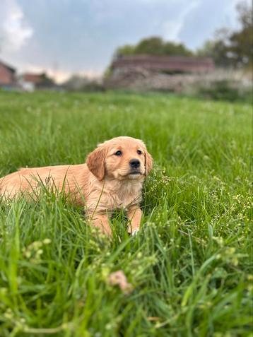 Mooie golden retriever pups met stamboom! beschikbaar voor biedingen