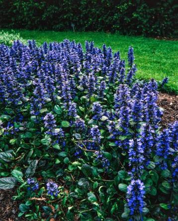 Ajuga reptans 'Catlin's Giant' beschikbaar voor biedingen