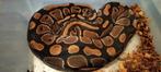 1.1 koppel ball python het pied, Slang, Tam, 3 tot 6 jaar