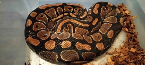 1.1 koppel ball python het pied, Dieren en Toebehoren, Reptielen en Amfibieën, Slang, 3 tot 6 jaar, Tam