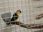 Kweekkoppeltje zwartkop caiques, Meerdere dieren, Tropenvogel