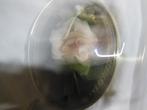 bloemen onder bol glas, Ophalen of Verzenden