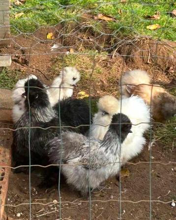 Broedeieren zijdehoenders, Femelle, Poule ou poulet