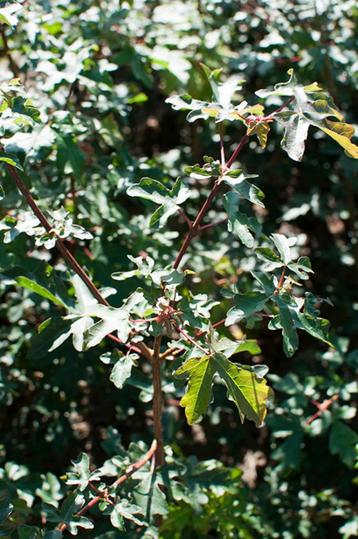 veldesdoorn, Acer campestre beschikbaar voor biedingen
