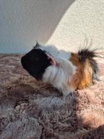 Cavia beertje 3 maand oud, Dieren en Toebehoren, Knaagdieren, Cavia