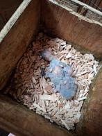 Lori Van de Blauw Bergen, Dieren en Toebehoren, Vogels | Parkieten en Papegaaien, Meerdere dieren, Papegaai, Tam