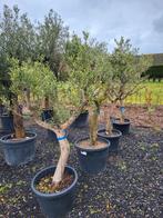 Circonférence du tronc d'Olea europaea 35/40 cm, Jardin & Terrasse, Enlèvement ou Envoi