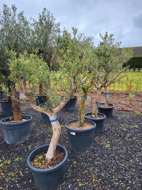 Circonférence du tronc d'Olea europaea 35/40 cm, Jardin & Terrasse, Plantes | Arbres, Enlèvement ou Envoi