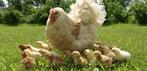 poussins de jour : 7 races différentes avant le 28 mai, 100%, Animaux & Accessoires, Poule ou poulet, Femelle