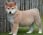 Prachtige Shiba inu pups, België, Overige rassen, CDV (hondenziekte), 8 tot 15 weken