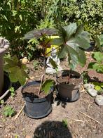 Ricinus communis ‘Blue Buddha’ (zeldzaam), Tuin en Terras, Planten | Tuinplanten, Volle zon, Eenjarig, Herfst, Ophalen