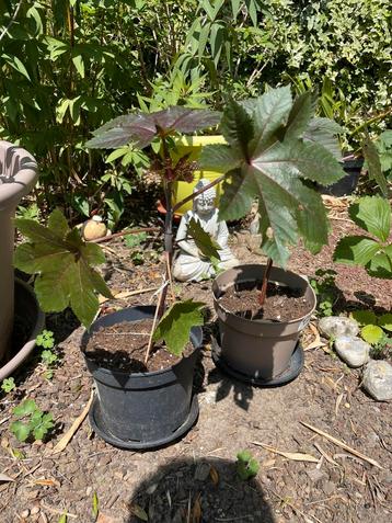 Ricinus communis ‘Blue Buddha’ (zeldzaam) beschikbaar voor biedingen