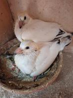 Jonge duifjes 2026., Dieren en Toebehoren, Vogels | Duiven, Meerdere dieren, Postduif