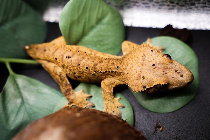 Wimpergekko (Correlophus Ciliates) | Dalmatian, Dieren en Toebehoren, Reptielen en Amfibieën, 0 tot 2 jaar