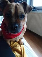 dogsitting ou catsitting à visé, Ophalen of Verzenden