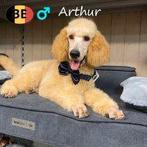 Elegante Koningspoedels in abrikoos en zwart, Poedel, België, 15 weken tot 1 jaar, Handelaar