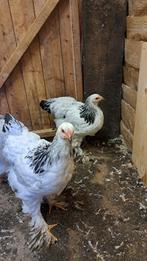 Brahma hennen, Dieren en Toebehoren
