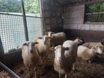 Brebis et agneaux pour la fête de l'Adha, Animaux & Accessoires, Moutons, Chèvres & Cochons