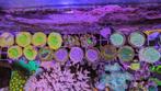 Koralen stekjes (SPS/LPS/SOFT), Zoutwatervis