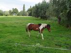 Weide te huur Destelbergen, Dieren en Toebehoren, Stalling en Weidegang