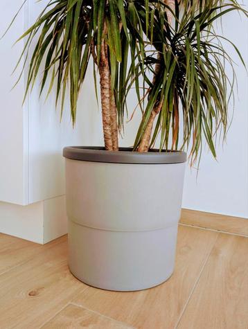 Pot + plant beschikbaar voor biedingen