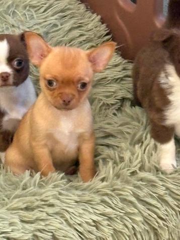 Chihuahua pupys beschikbaar voor biedingen