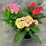 Euphorbia Milii 'Mix' Christusdoorn Paasactie (3 planten), Minder dan 100 cm, Verzenden, Vetplant