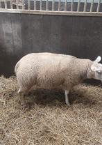 3 ooi schapen, Dieren en Toebehoren