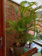 Volgroeide kamerplant palm, Huis en Inrichting, Kamerplanten, 100 tot 150 cm, Palm, Halfschaduw, In pot