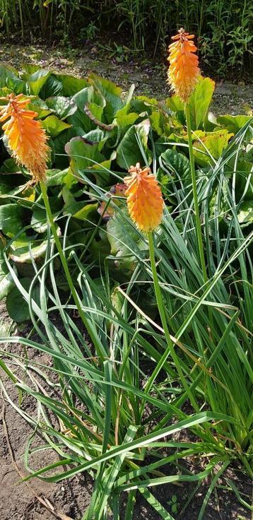 Vuurpijl Kniphofia disponible aux enchères