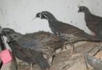 Californische kuifkwartels, Dieren en Toebehoren, Pluimvee, Meerdere dieren, Overige soorten