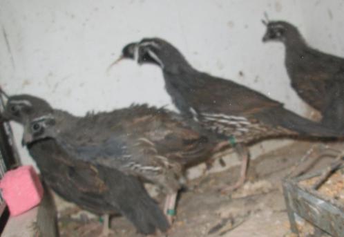 Californische kuifkwartels, Dieren en Toebehoren, Pluimvee, Overige soorten, Meerdere dieren