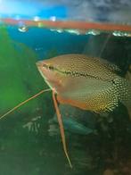 Gourami en diamant en couple