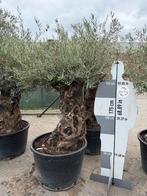 Olijfboom Olea Europaea Bonai 200cm Hoog 80/100cm stamomtrek, Bloeit niet, 100 tot 250 cm, Olijfboom, Ophalen