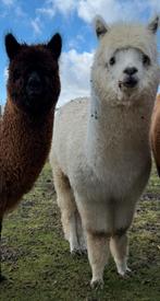 Twee alpaca merries te koop, Vrouwelijk