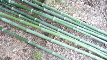 bamboe stokken -bonenstaken, Tuin en Terras, Ophalen of Verzenden