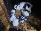 Vlinder konijnen te koop, Dieren en Toebehoren, Konijnen