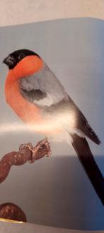 Noorse goudvinken 2025, Animaux & Accessoires, Oiseaux | Canaris