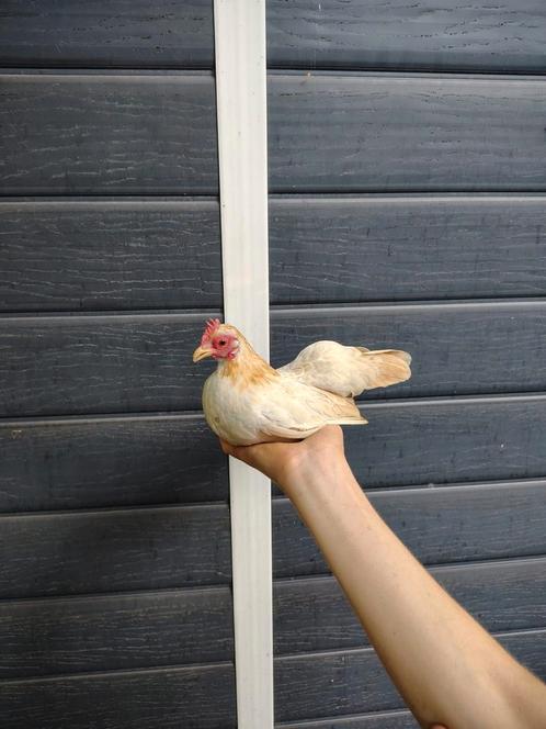 Serama hennetjes (zeer klein), Dieren en Toebehoren, Pluimvee, Kip, Vrouwelijk