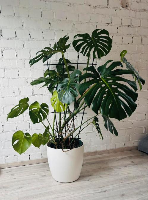 Monstera Deliciosa 1m60, Huis en Inrichting, Kamerplanten, Overige soorten, 150 tot 200 cm, Groene kamerplant, Halfschaduw, In pot