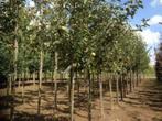 APPELBOMEN: HOOGSTAMMEN: Versch.soorten, 32€/stuk, Tuin en Terras, Ophalen, Lente, Volle zon, Appelboom