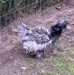 Kippen, Dieren en Toebehoren, Geslacht onbekend, Kip