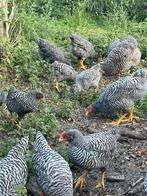 Jonge Amrock hanen, Dieren en Toebehoren